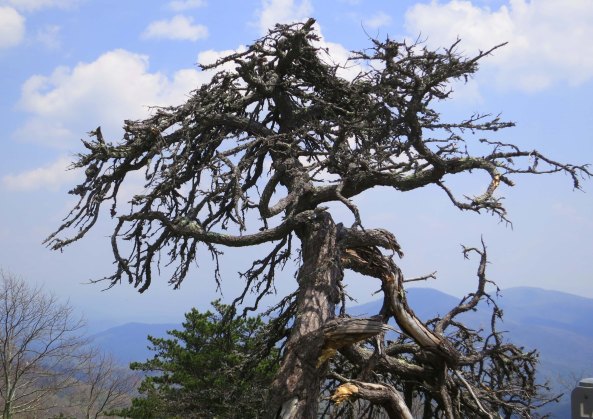 I decided that my title today called for this 'ghost tree' I found along the Parkway. Imagine it at night with a full moon behind it and a black cat sitting on the lower branch.