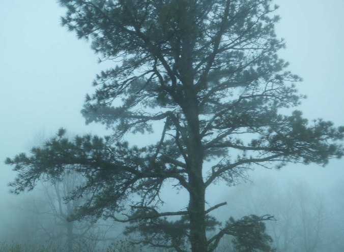 A pine tree stands out in the fog along the Blue Ridge Parkway.