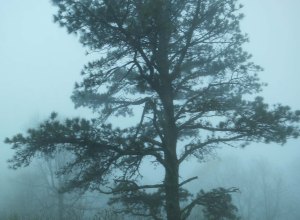 A pine tree stands out in the fog along the Blue Ridge Parkway.
