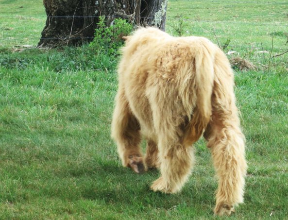 I doubt the early pioneers would have seen this Scottish cow in the mountains.