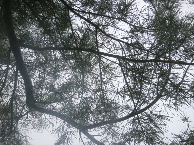 Pine needles provided an interesting pattern in the fog.