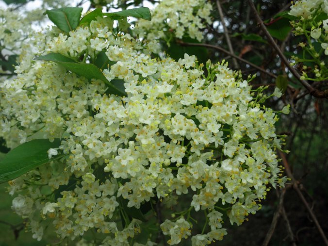 Not sure what these flowers were, but I found their green hue appealing.