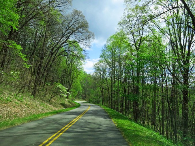 A tunnel of trees along the Blue Ridge Parkway leafing out in early spring green.