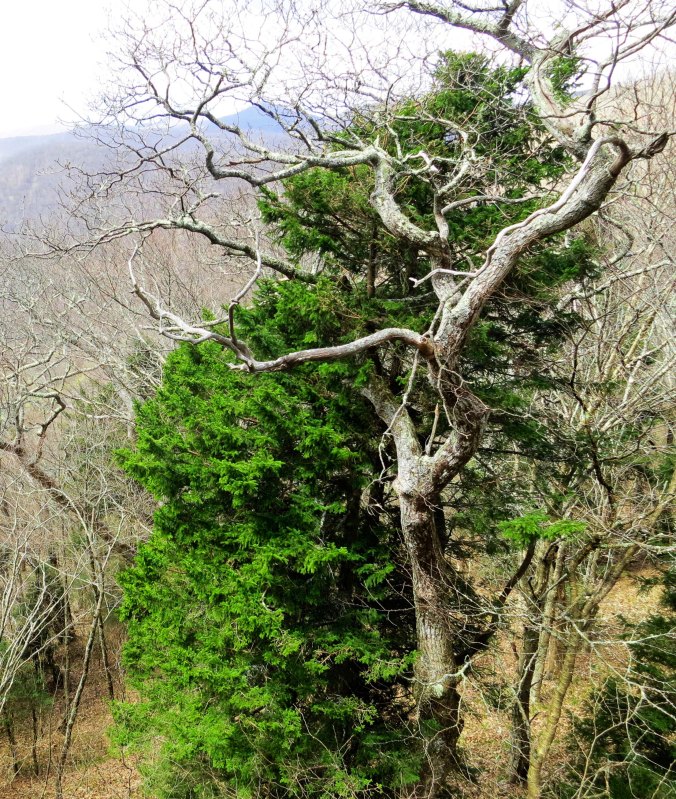 Every turn in the road on the Blue Ridge Parkway brings gorgeous views. Some are in distant vistas but many are up close and personal, like these two trees.