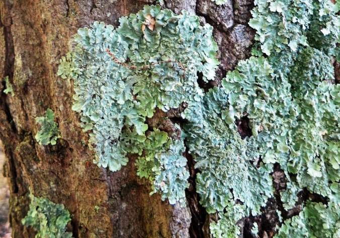 Tree lichens caught the attention of my camera.