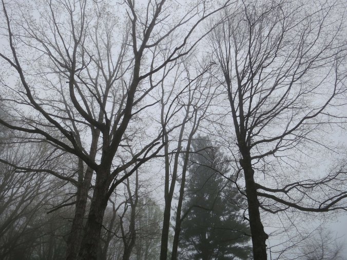 Trees along the Skyline Drive in Shenandoah National Park.