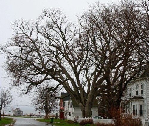 A sign proclaimed that this was the largest tree on Prince Edward Island.