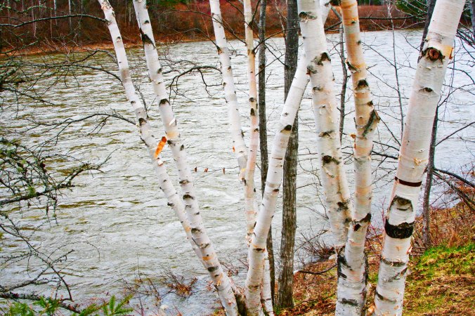 A scenic overlook provided this view of birch trees and the Matapedia River.