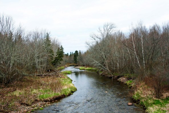 I'll finish off my Cape Breton photos with this rather lovely stream.