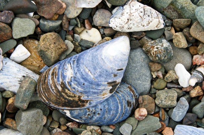 I found these shells much higher on the same beach. They spoke to more serious waves and stormy seas.