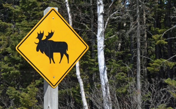 Signs along the road had been warning us about moose...