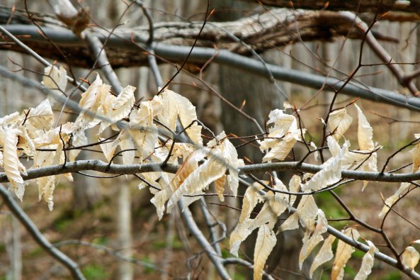 A few ghost leaves still flung to branches, waiting for spring growth to push them off.