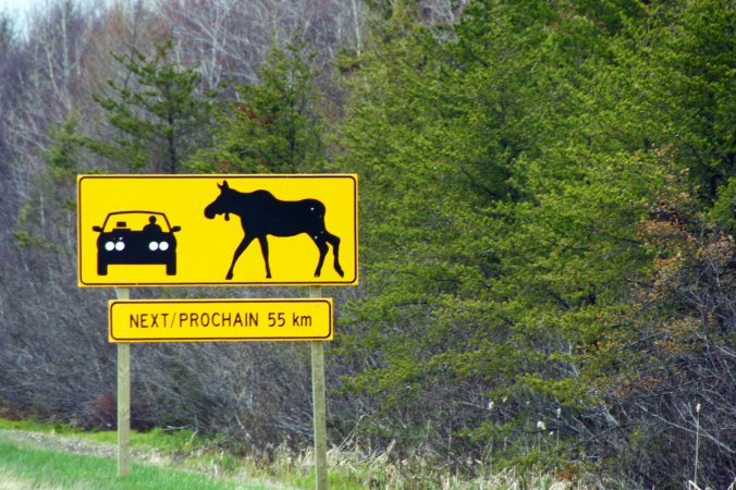 Watch out for moose signs take on a more urgency along roads that are built for speed. The New Brunswick highway department wanted to make sure that drivers got the point that a moose is a big animal you do not want to run into!