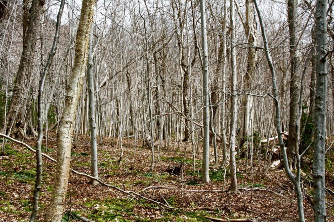 It was surrounded by yellow birch.