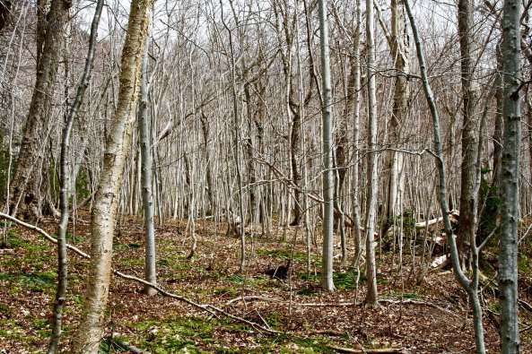 It was surrounded by yellow birch.