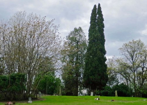 Looking far too civilized, the graveyard is now well-kept. Heavenly Trees grow on the left here, however, waiting for the day when the graveyard is once again forgotten.