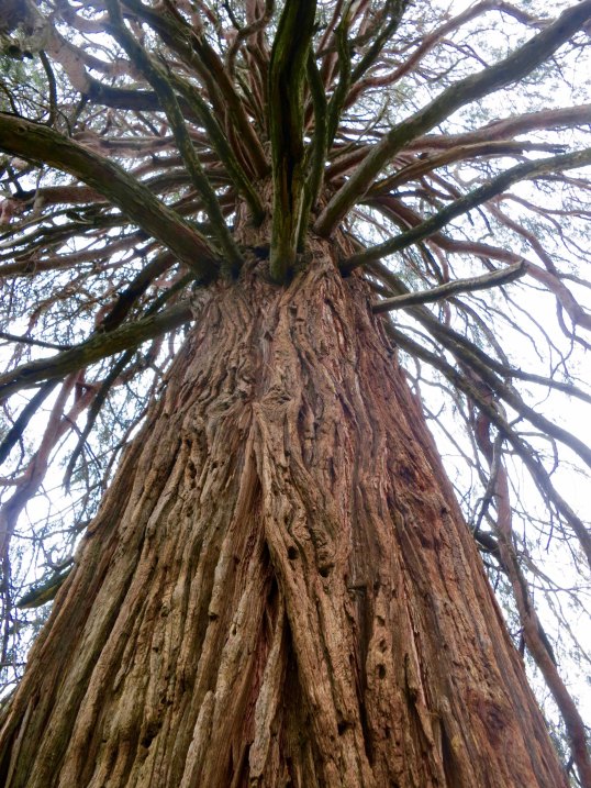 Incense Cedar tree in Diamond Springs California graveyard