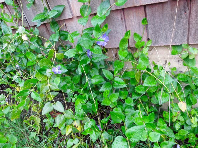 Trailing Myrtle like this covered the ground and hid many of the graves.