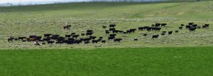 Cattle roundup in Montana.