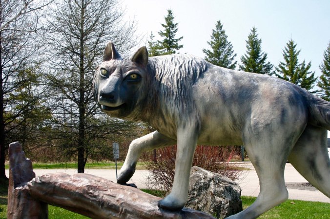 Wolf sculpture in Hearst, Ontario Canada.