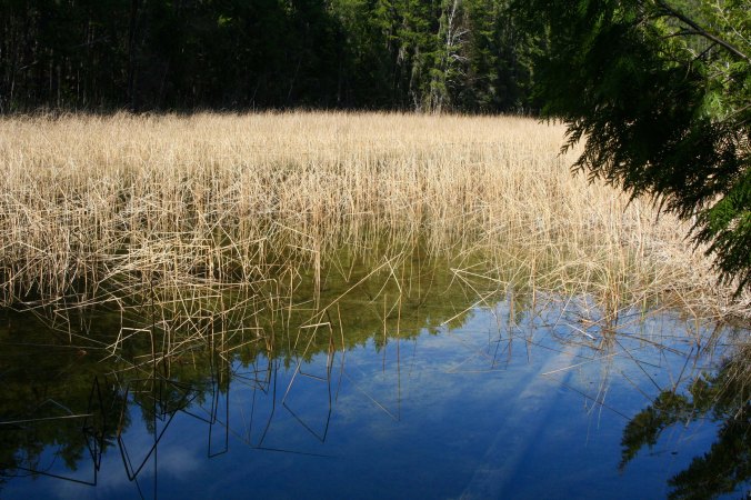 Reedy lake at Wild Goose Campground in Ontario.