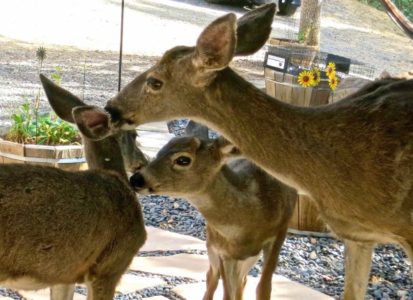 Did you remember to wash your ears? I never get tired of watching deer groom each other. They do it all the time. 