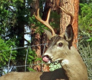 Buck lips lips after eating an apple.