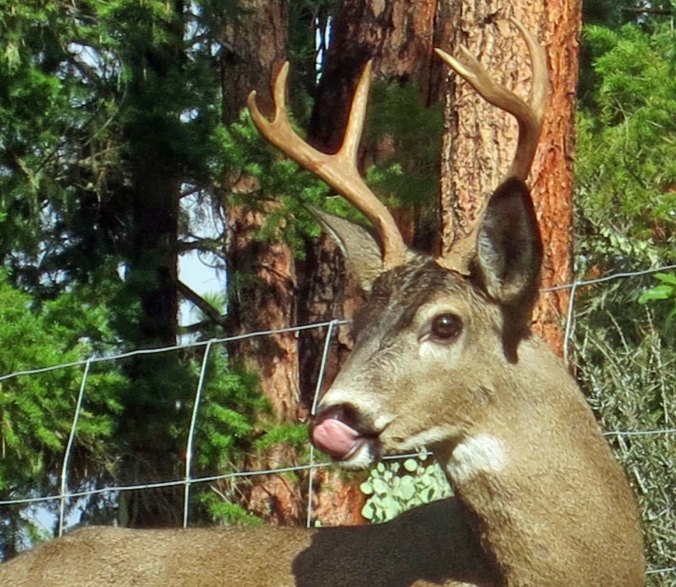 Buck lips lips after eating an apple.