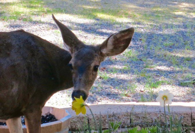 Deer sniffs flower for edibility in the Applegate Valley of Oregon.