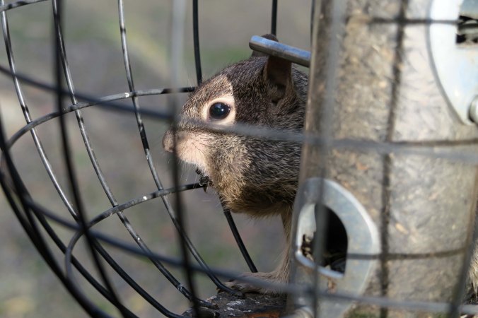 Ground squirrel robbing bird feeder on Applegate River in Oregon.