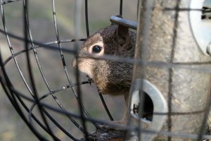 Ground squirrel robbing bird feeder on Applegate River in Oregon.