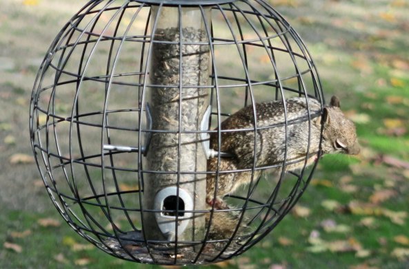 There was no way he could get out of the cage with his bulging pouch!