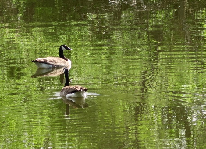 Peggy and I discovered this pair of Canadian Geese in their idyllic setting near Minot, South Dakota. 