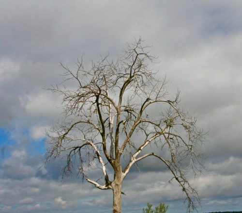 I'll conclude with this tree that lives out west.