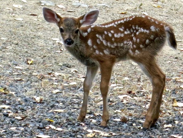 Fawn in Applegate Valley of Oregon.