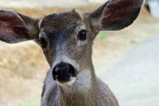 Young blacktail buck with tiny horns in the Applegate Valley of southern Oregon.