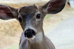 Young blacktail buck with tiny horns in the Applegate Valley of southern Oregon.