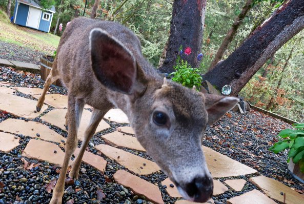 Here he is checking out my camera this morning. Next Blog: Join me as I finish my ride in Montana and bike through Idaho.
