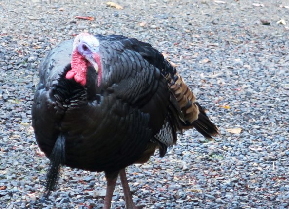 That's a 'don't mess with me glint' in my eyes.