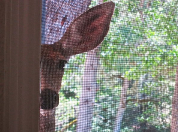 Deer looks in door of Curt and Peggy Mekemson's home on Upper Applegate River in Southern Oregon.