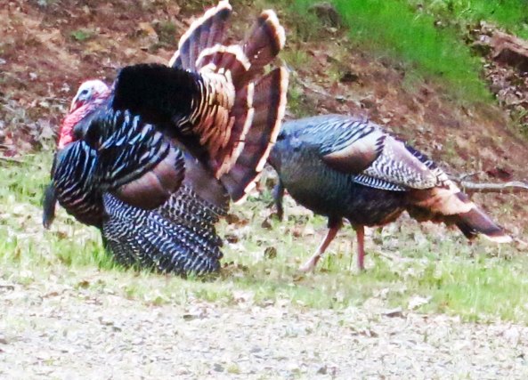 Dumb Tom, in the rear, so to speak.