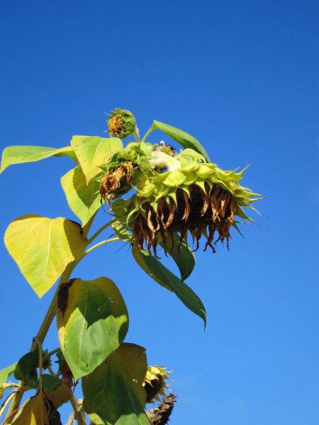 When Peggy and I travelled through North Dakota in early June, it must have been too early for the sunflowers. So I recruited one from our yard that was hanging out a few months ago.