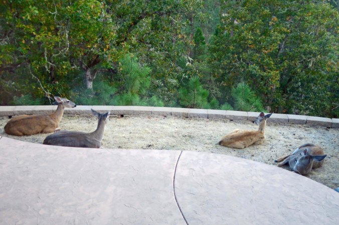 Soaking in the sun and chewing their cuds. It isn't unusual to have several deer sleeping around our house. When Peggy and I arrived home after redrawing my bike route this summer, it was like the deer had taken over.