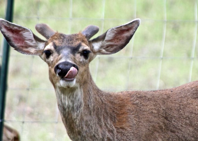 Deer licks lips.