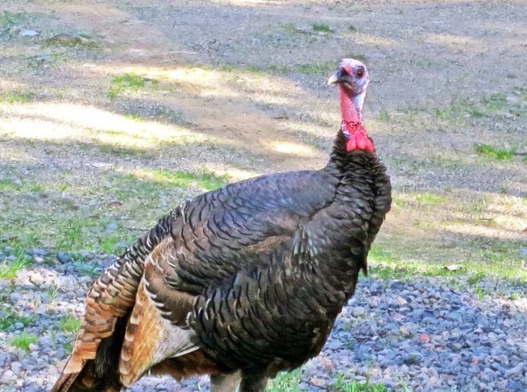 In closing, I would like to recommend: Eat tofu.