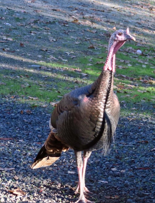 Just because we stick our necks out, doesn't mean we want them chopped off.