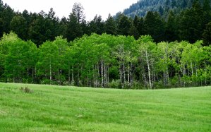 Trees along the Gallatin River on Montana's Highway 191.