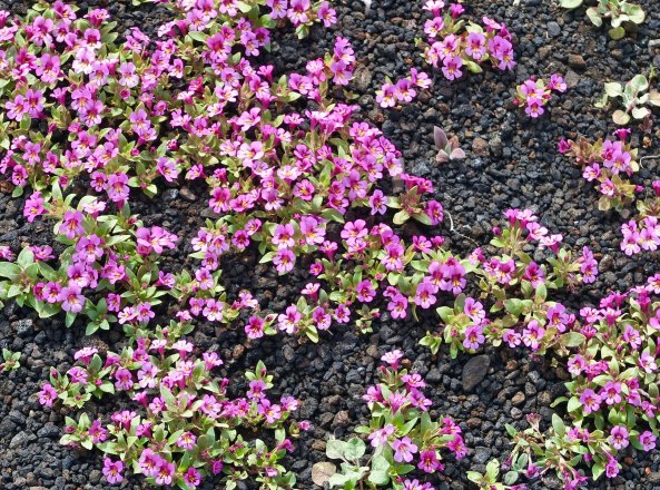 Flowers at Craters of the Moon National Monument in Idaho.