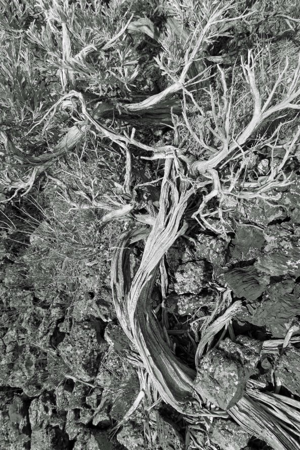 Dead sagebrush at Craters of the Moon National Monument in Idaho.