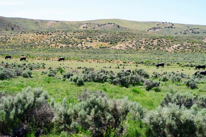 Cows to talk with were few and far between.